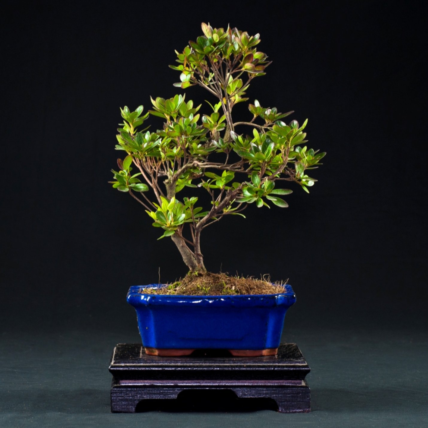 Vendita Bonsai Azalea Rhododendrum - Bonsai Lucaferri Roma