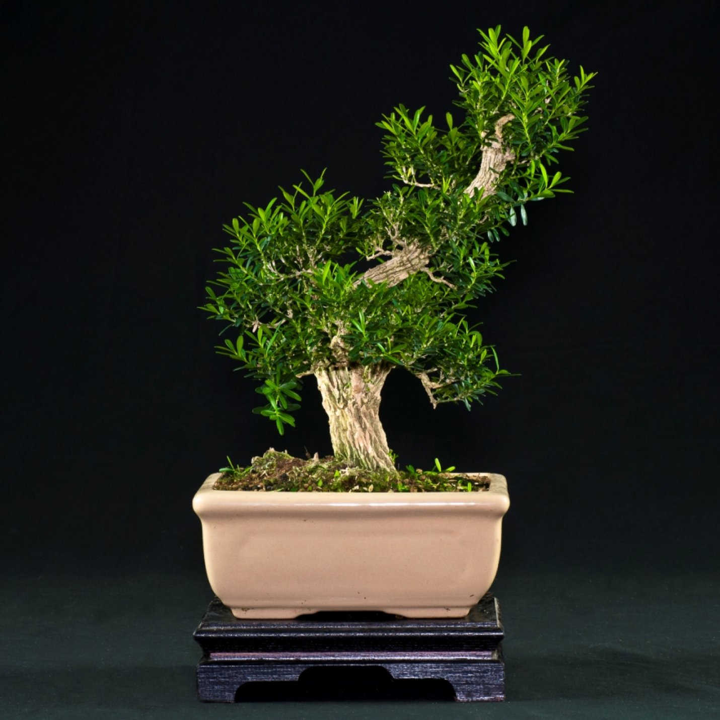 Vendita Bonsai Bosso Buxus Harlandii - Bonsai Lucaferri Roma