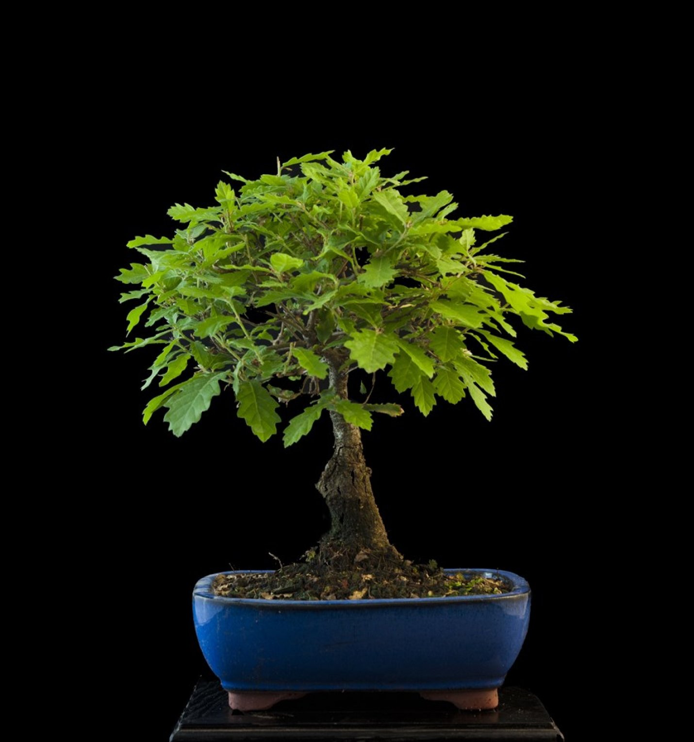 Vendita Bonsai Quercia - Bonsai Lucaferri Roma