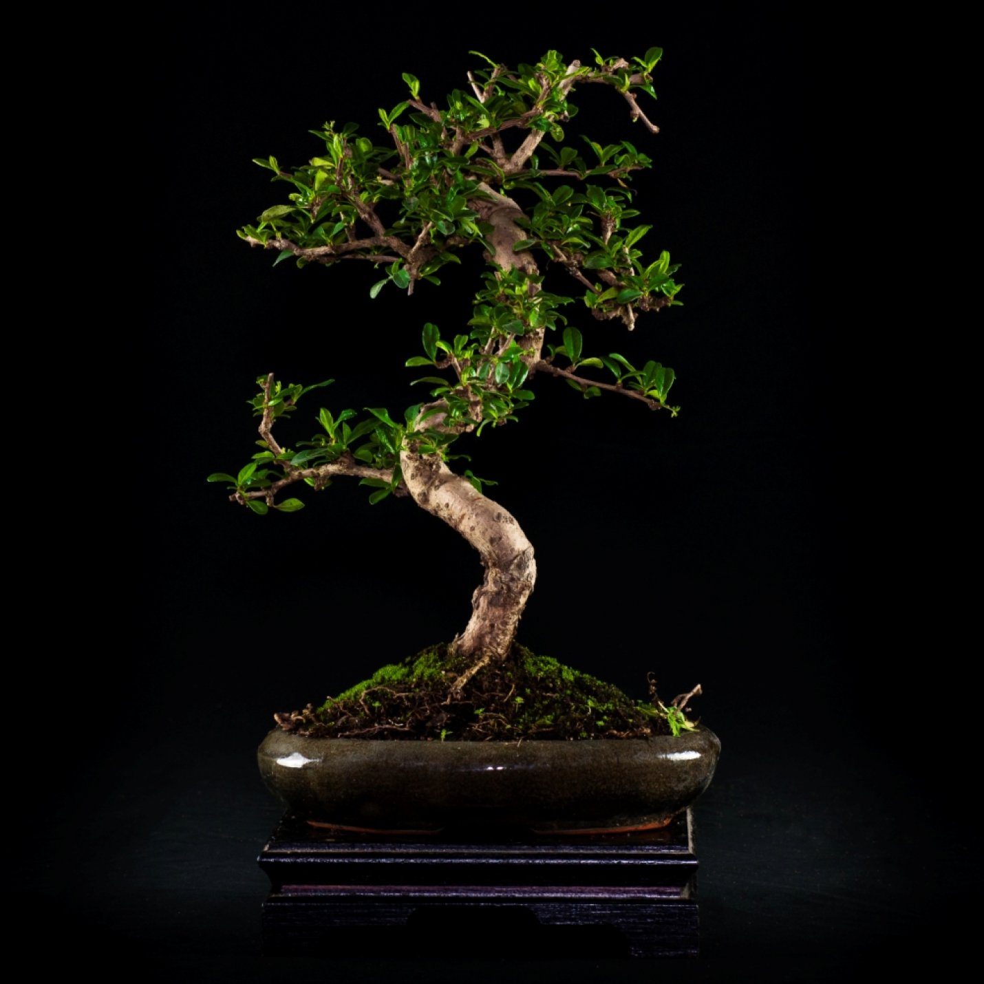 Vendita Bonsai Carmona macrophilla - Bonsai Lucaferri Roma
