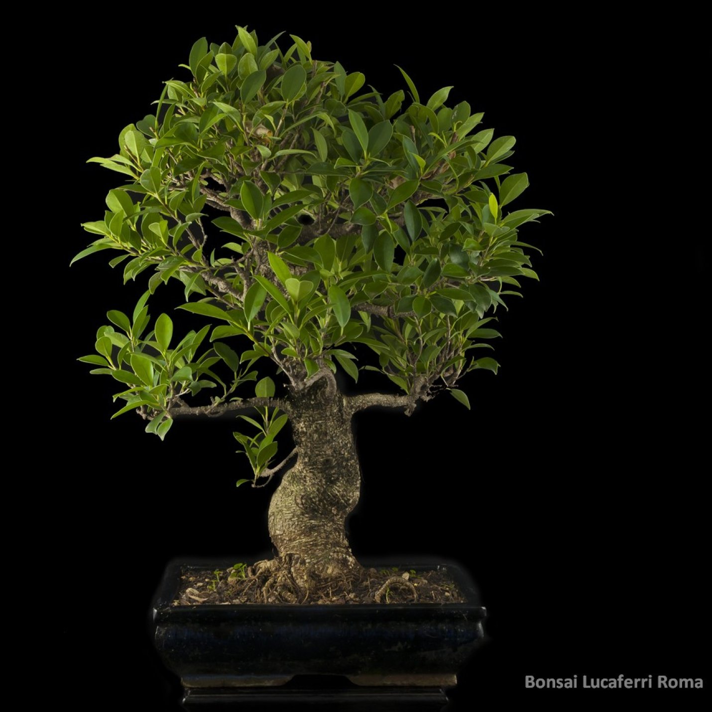 Vendita Bonsai Ficus Retusa - Bonsai Lucaferri Roma