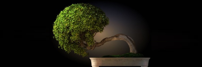 bonsai da interno Lucaferri roma