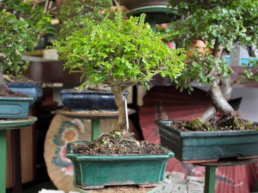 bonsai da interno e da esterno bonsai lucaferri roma