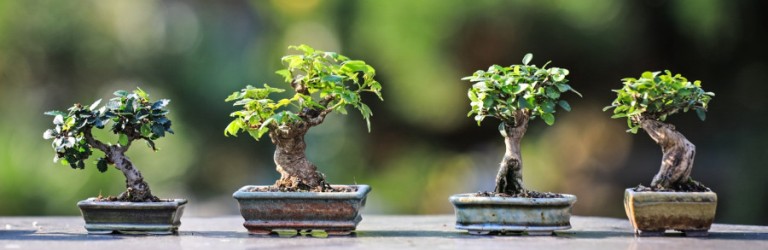pensione per bonsai roma - lucaferri 