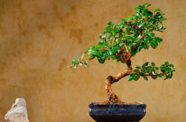carmona microphilla bonsai lucaferri roma