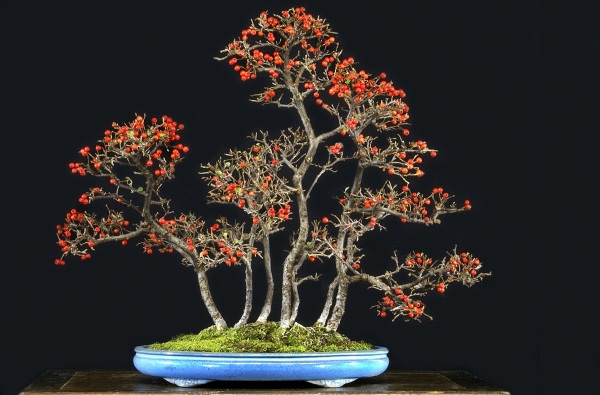 cotoneaster - bonsai lucaferri roma
