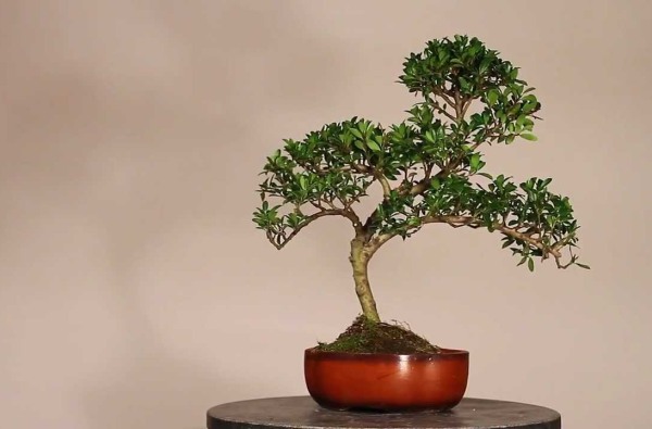 ilex bonsai lucaferri roma