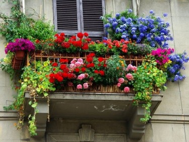 fiori sul terrazzo lucaferri roma