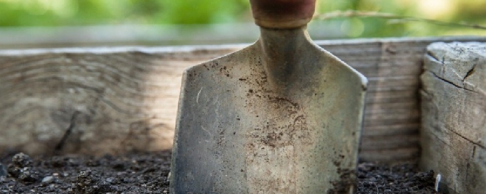 potatura delle radici piante  - Lucaferri Roma 