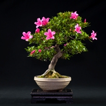 Azalea Rhododendron  bonsai Roma