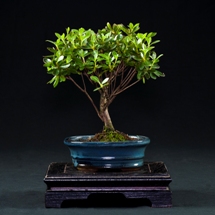 Azalea Rhododendron  bonsai Roma