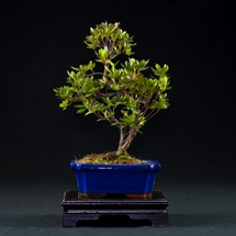 azalea rhododendrum bonsai prezzo