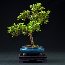 azalea rhododendrum bonsai prezzo