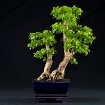 Duranta bonsai lucaferri roma
