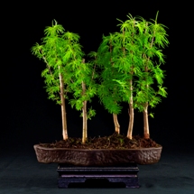 Larice Pseudolarix  bonsai lucaferri roma
