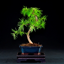 Larice Pseudolarix  bonsai lucaferri roma