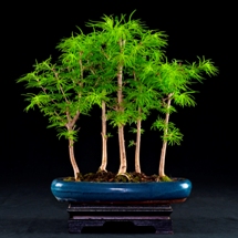 Larice Pseudolarix  bonsai lucaferri roma