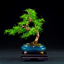 Larice Pseudolarix  bonsai lucaferri roma