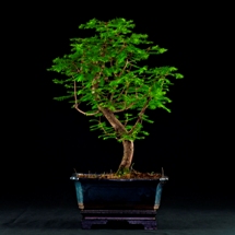 metasequoia  bonsai lucaferri roma