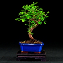 metasequoia  bonsai lucaferri roma