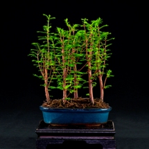metasequoia  bonsai lucaferri roma