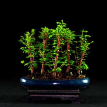 metasequoia  bonsai lucaferri roma