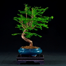 metasequoia  bonsai lucaferri roma