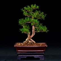 Serissa Foetida  bonsai lucaferri roma
