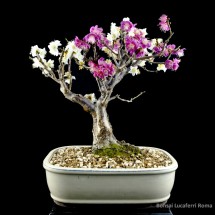 bonsai albicocco lucaferri roma