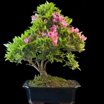 Azalea Rhododendron  bonsai Roma