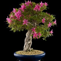 azalea rhododendrum bonsai prezzo