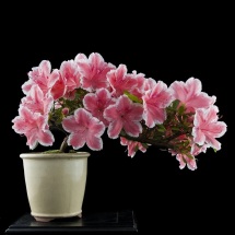 Azalea Rhododendron  bonsai Roma