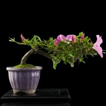 Azalea Rhododendron  bonsai Roma