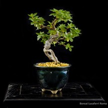 azalea rhododendrum bonsai prezzo