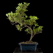 Bonsai di Azalea  Rhododendron 