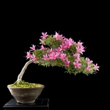 Azalea Rhododendron  bonsai Roma