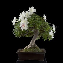 Azalea Rhododendron  bonsai Roma