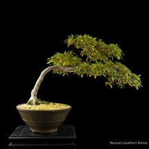 azalea rhododendrum bonsai prezzo