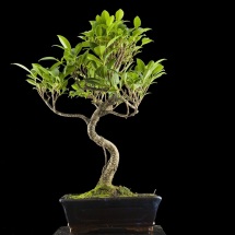 ficus retusa bonsai lucaferri roma