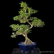 vendita bonsai di ligustro - Bonsai Lucaferri Roma