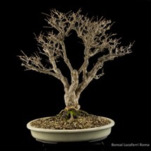 melograno punica granatum  bonsai prezzo