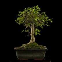 vendita bonsai di olmo - Bonsai Lucaferri Roma
