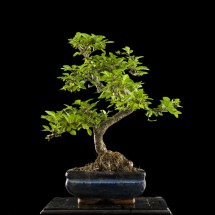 olmo zelkova  bonsai lucaferri roma