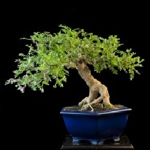 pepe-zanthoxylum bonsai lucaferri roma