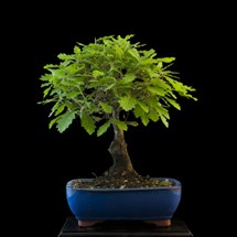 vendita bonsai di Quercia - Bonsai Lucaferri Roma