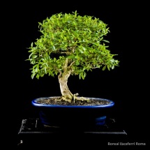 Serissa Foetida  bonsai lucaferri roma
