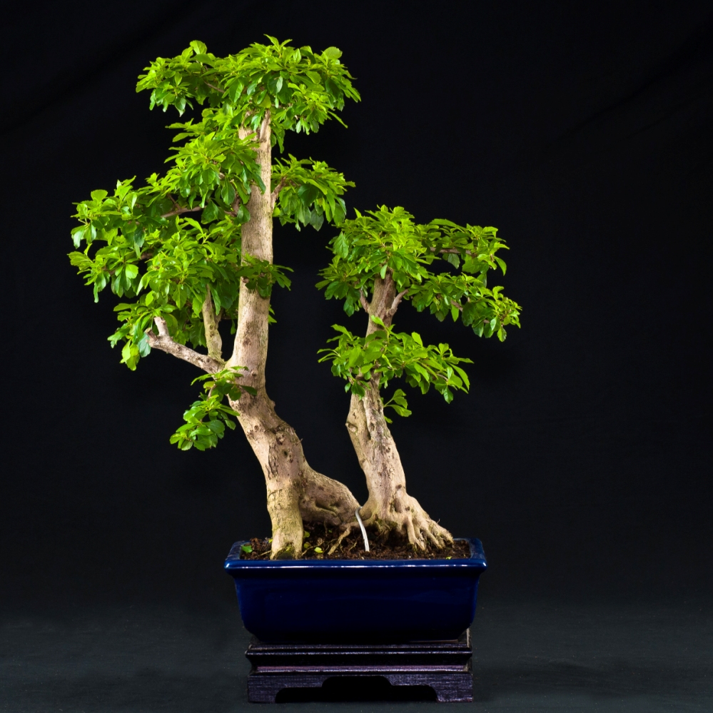 Vendita Bonsai Duranta - Bonsai Lucaferri Roma