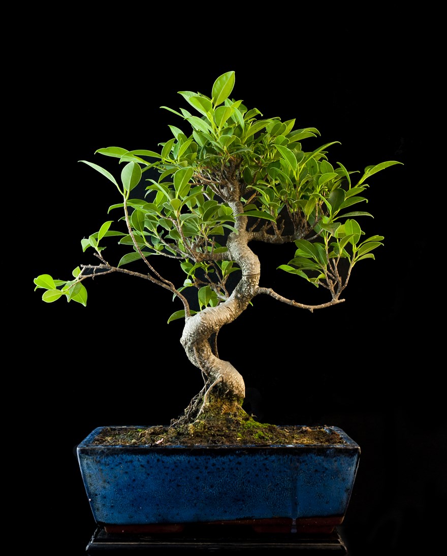 ROMILDA Ficus Bonsai Artificiale 45 Cm In Ciotola - Pianta Finta Verde Per Ufficio E Casa - 5