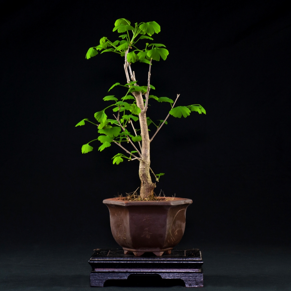 Vendita Bonsai Ginkgo Biloba Bonsai Lucaferri Roma