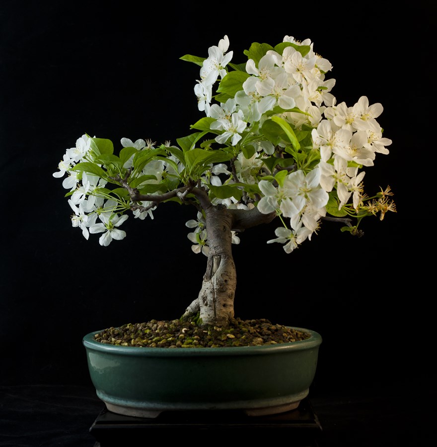 sageretia bonsai blüte Bonsai Sageretia – Secret Garden Plant Shop